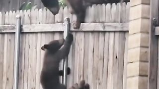 Beautiful bear help him babay