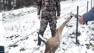 Whitetail Yearling Hung Up In Fence!!!