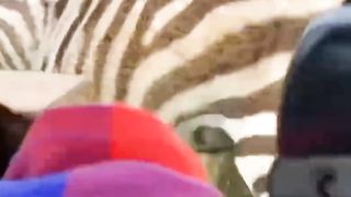 Lion vs Zebra Fight Don't Miss End ????