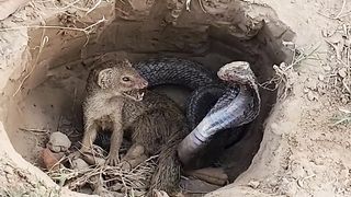 The+Snake+made+a+big++Mistake+by+entering+into+the+Mongoose+home