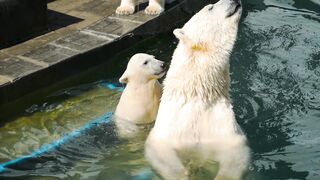 Polar bears and cubs - Animal kingdom