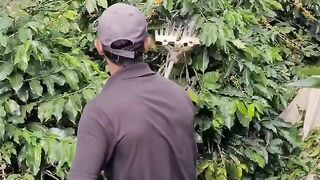 Kopi Brazil #kopi #coffee #farmers