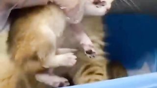 Cat mother always love her kittens | Great love