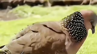 Animal Bird World_ Wishing everyone happiness and happiness _ Protecting animals _ Loving nature