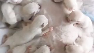 A mother cat feeding her kittens | Mother love