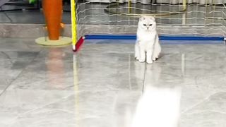 When cats play football - The best players ever