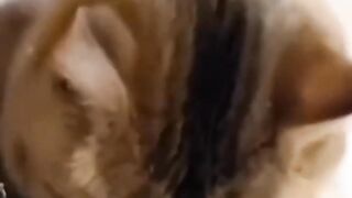 Why Cats are crying | Sad cats