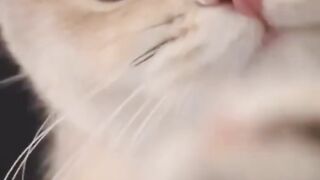 The cutest cats | So lovely