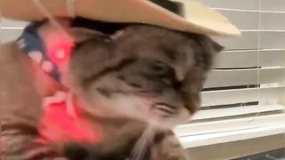 Cute cats dancing - The best dance ever????