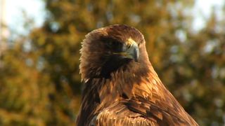 Eagle - animal kindom
