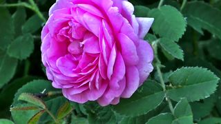 Nutrare Rose