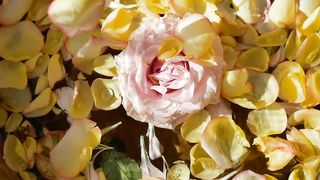 Nutrare Rose