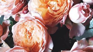 Nutrare Rose