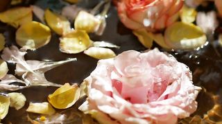 Nutrare Rose