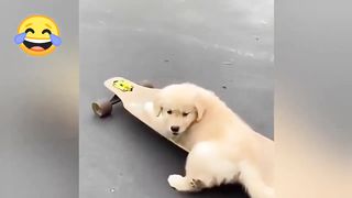 Animals funny videos collection @petlover