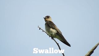 Bird sounds and Names, mesmerizing bird sounds @birdsounds