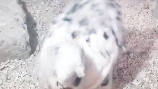 This is not full white