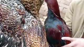 Do not fight the roosters ll it is a sin