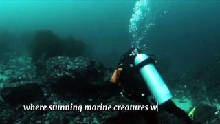 5 venomous ocean creatures in the world @underwater @oceanlife @oceanpredato