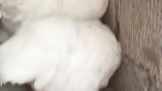 These are very beautiful