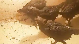 The small chicks are not
