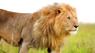 4 Types of Lions Around the World @lions