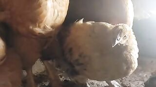 The availability of chicken