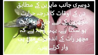 flies go at night and mosquitoes during the day