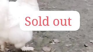 Sold out