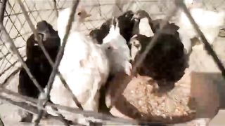 The bus ll beautiful chicken
