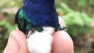 Beautiful bird's in the world ????