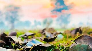 Village Nature Status Video | Sunny Morning |Amazing Nature Scenery | Febspot