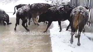 Life in Iceland