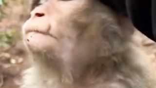 the behavior of a monkey who is dizzy????