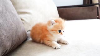 Funny Cat Video of 2024 | Funniest Animal 2024 |Funny and Cute Cats | Febspot Video