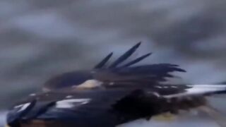 Veja a força que tem essa águia ????