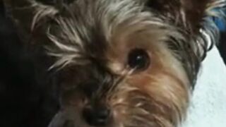 why my dog is shaking