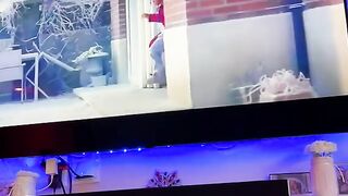 dog watching