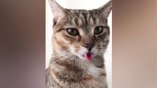 Noty Cats funny videos part 4