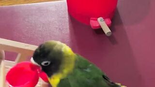 Smart parrot
