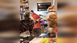 FUNNY CAT!!!