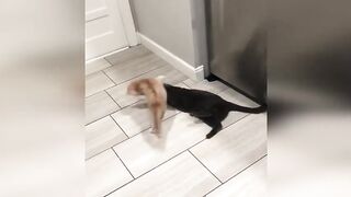 CRAZY FUNNY CAT!!!