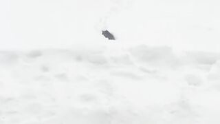 Cat regrets going out in snowstorm