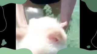 Funny Cute animals Videos cute moment of the animals - #14