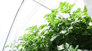Modern Potato Agriculture
