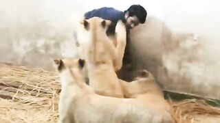 lion's attack on my friend