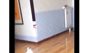 funny animals videos compilation