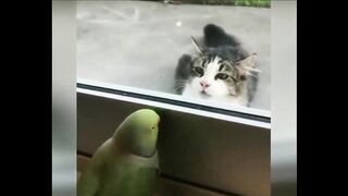 funniest animals funny animal funny animal videos
