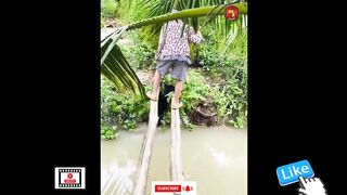 unbelievable cute animals funny compilation