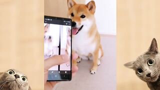 funny dogs videos compilation 2022